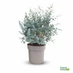 Eucalyptus gunnii struik