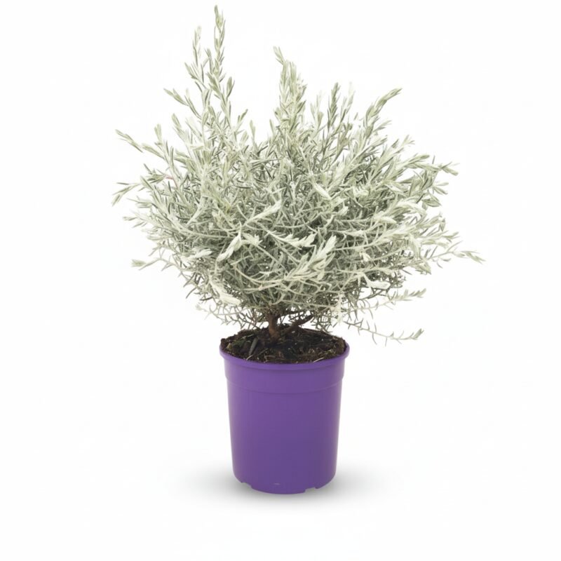 Emu-struik – nivea struik kopen bij Plantscount