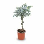 Zilverdollar Eucalyptus op stam