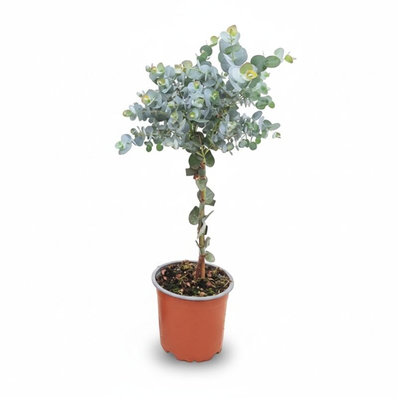 Zilverdollar Eucalyptus op stam met zilvergroen blad