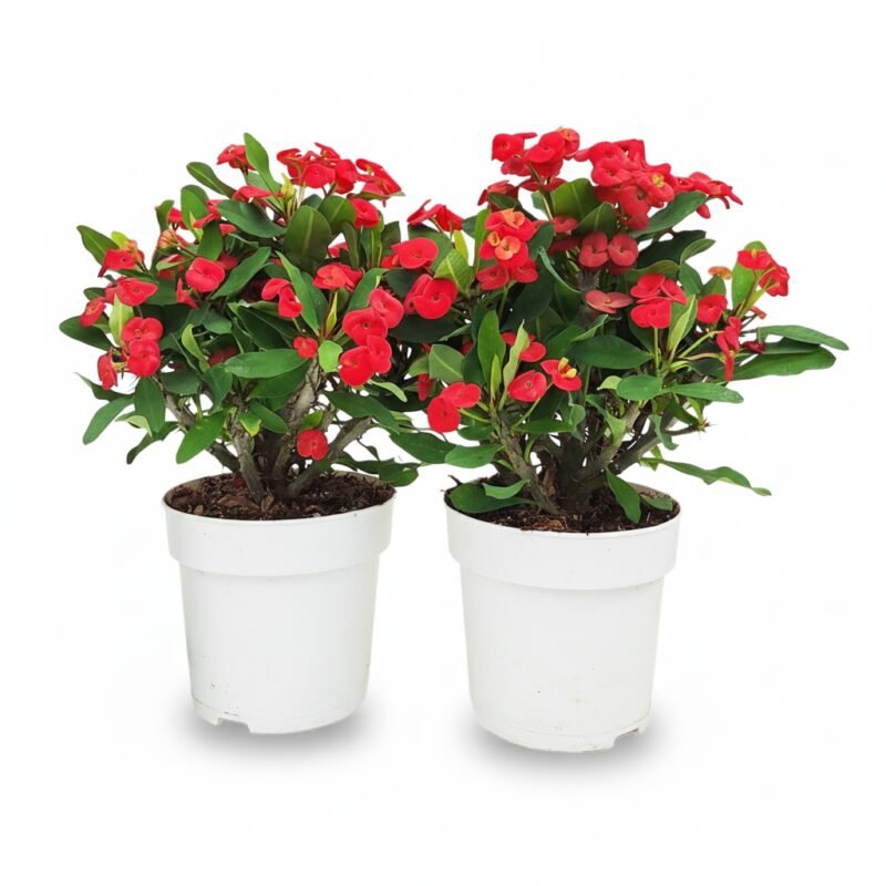 Christusdoorn Euphorbia Mili met zuilvormig groen blad