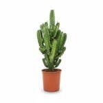 Cactus Euphorbia (Euphorbia ingens)