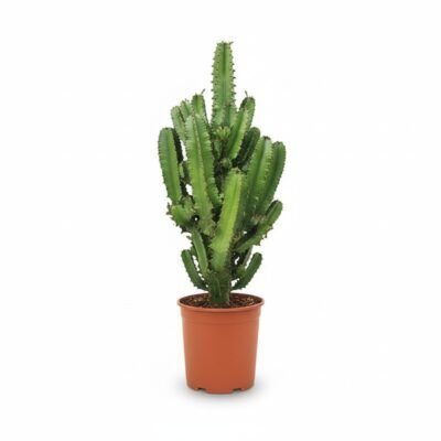 Cactus Euphorbia (Euphorbia ingens)