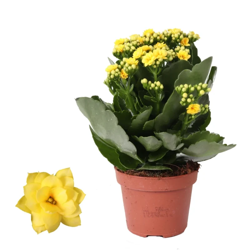 Kalanchoë Rosalina – Geel kopen bij Plantscount