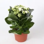 Kalanchoe Rosalina Don Dione Wit