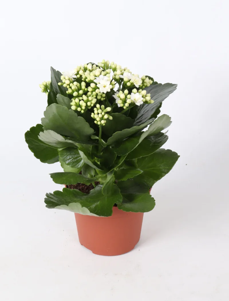 Kalanchoë Rosalina – Don Dione Wit – 12 cm kopen bij Plantscount