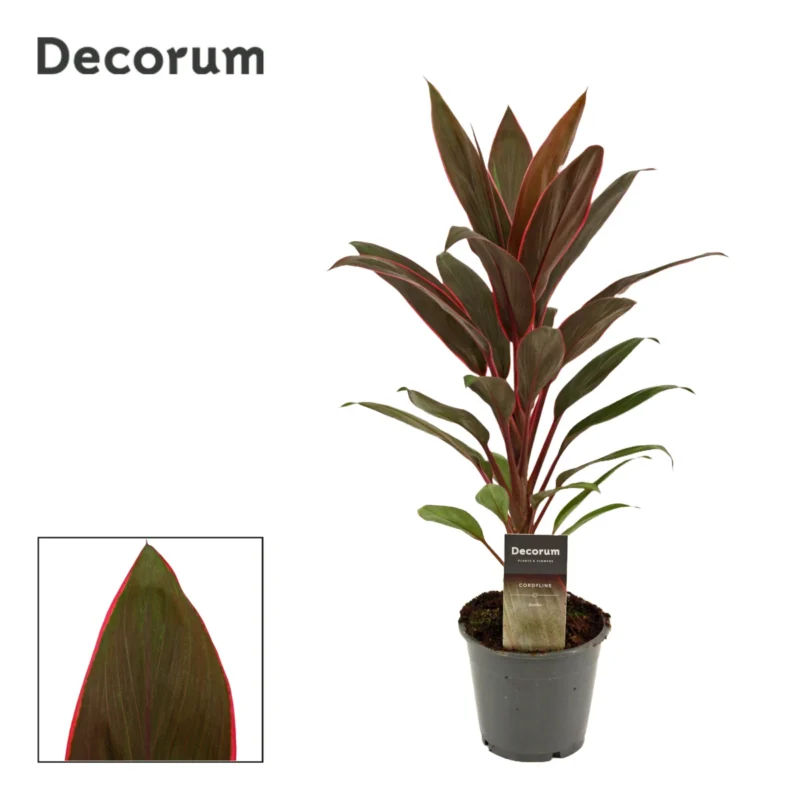 Cordyline Rumba (Cordyline Rumba) kopen bij Plantscount