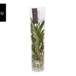 Vanda Orchidee Wit – Wit