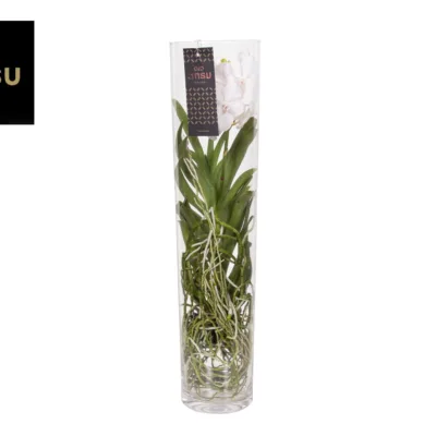 Vanda Orchidee Wit – Wit