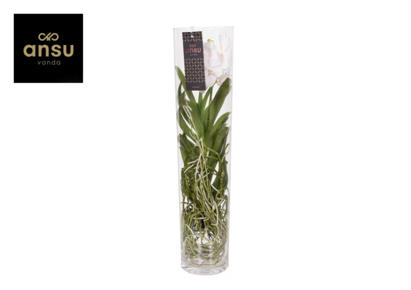 Vanda Orchidee Wit – Wit kopen bij Plantscount