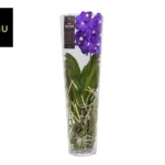 Vanda Orchidee Blauw – Blauw
