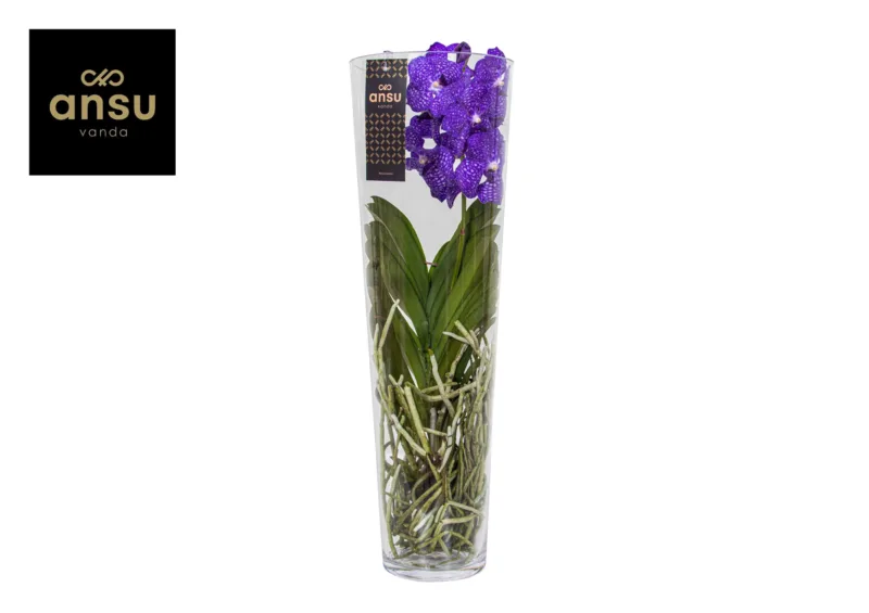 Vanda Orchidee Blauw – Blauw kopen bij Plantscount