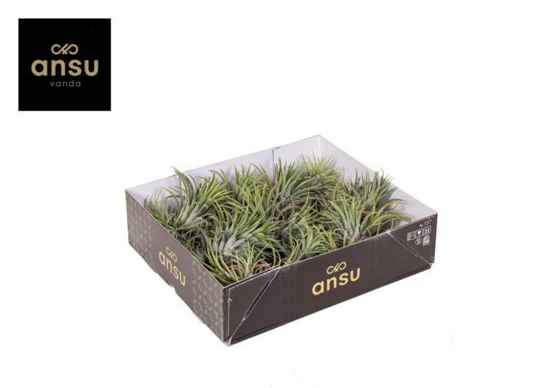 Tillandsia Clumb L kopen bij Plantscount