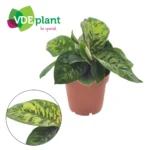 Homalomena wallisii ‘Camouflage’