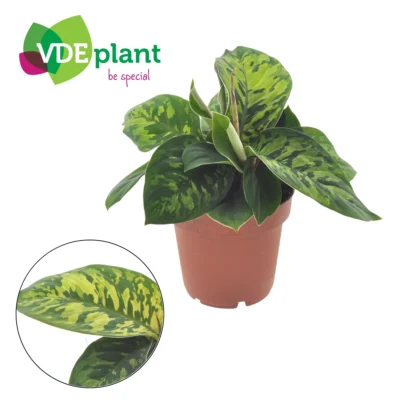 Homalomena wallisii ‘Camouflage’