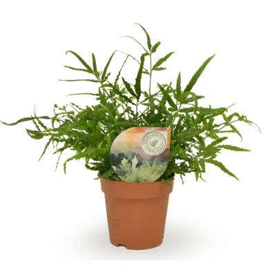 Varen – ensiformis