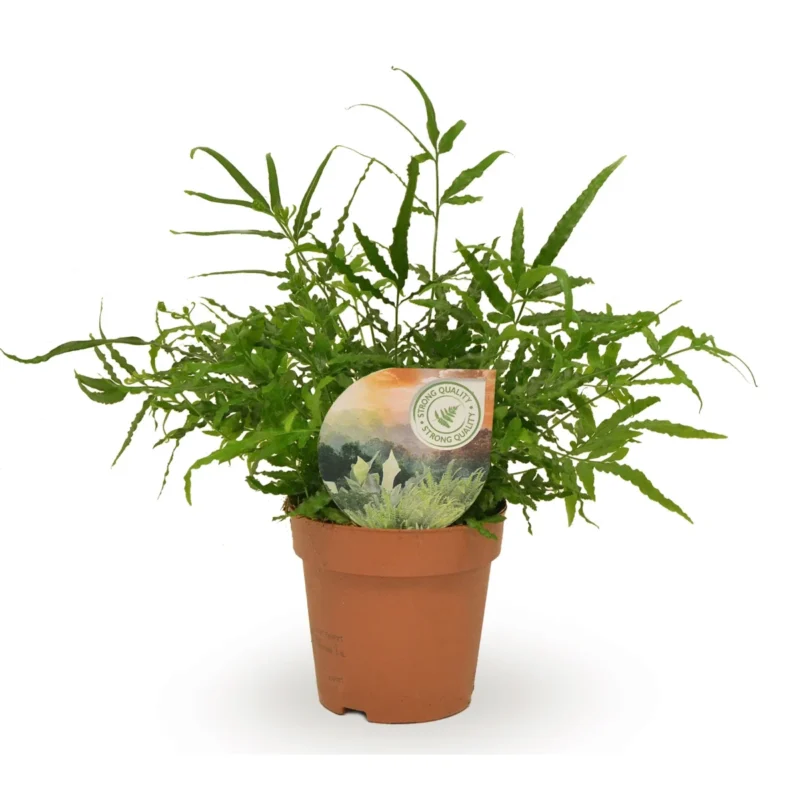 Varen – ensiformis kopen bij Plantscount