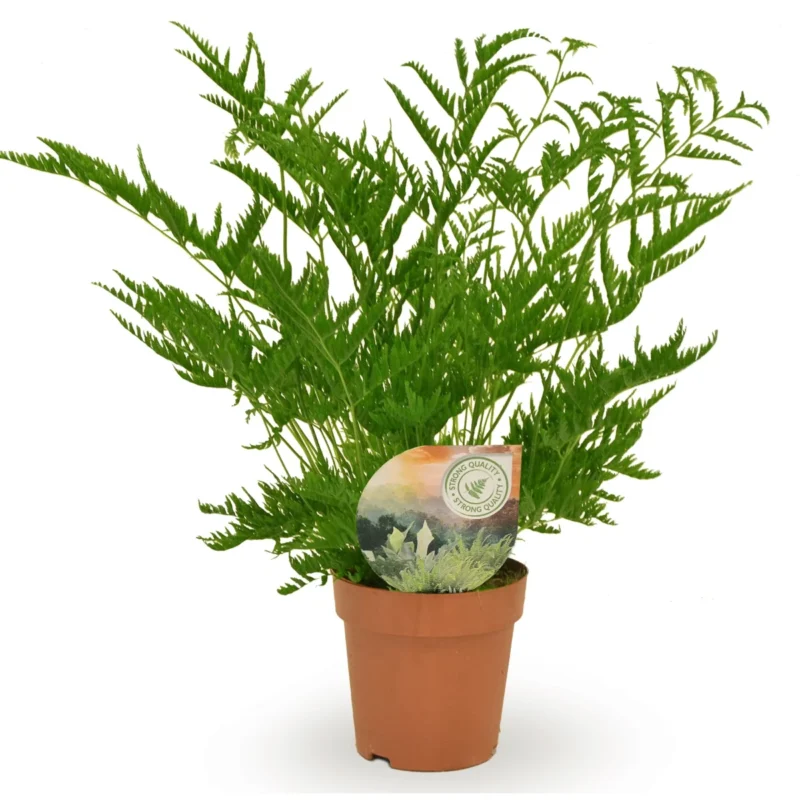 Varen – straminea kopen bij Plantscount