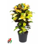 Croton – ‘Mrs. Iceton’ Vertakt