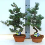 Japanse Witte Den (Pinus parviflora)
