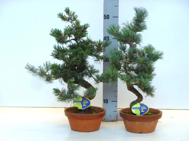 Japanse Witte Den (Pinus parviflora) kopen bij Plantscount