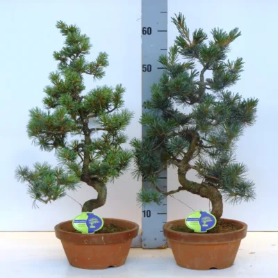 Japanse Witte Den – parviflora