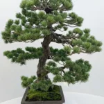 Japanse Witte Den (Pinus parviflora)