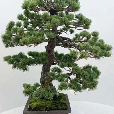 Japanse Witte Den (Pinus parviflora)