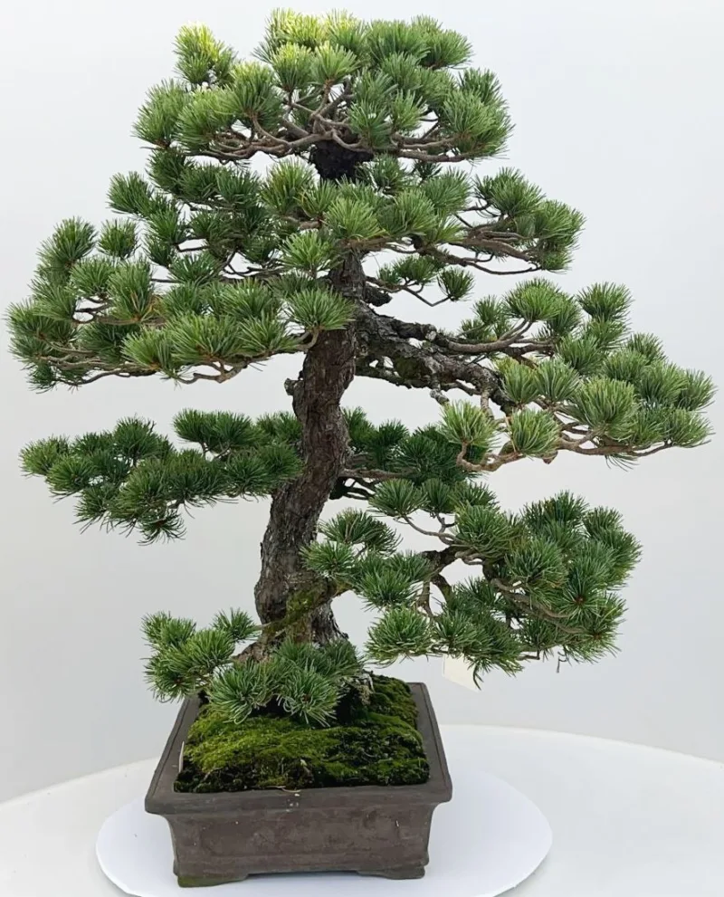 Japanse Witte Den (Pinus parviflora) kopen bij Plantscount
