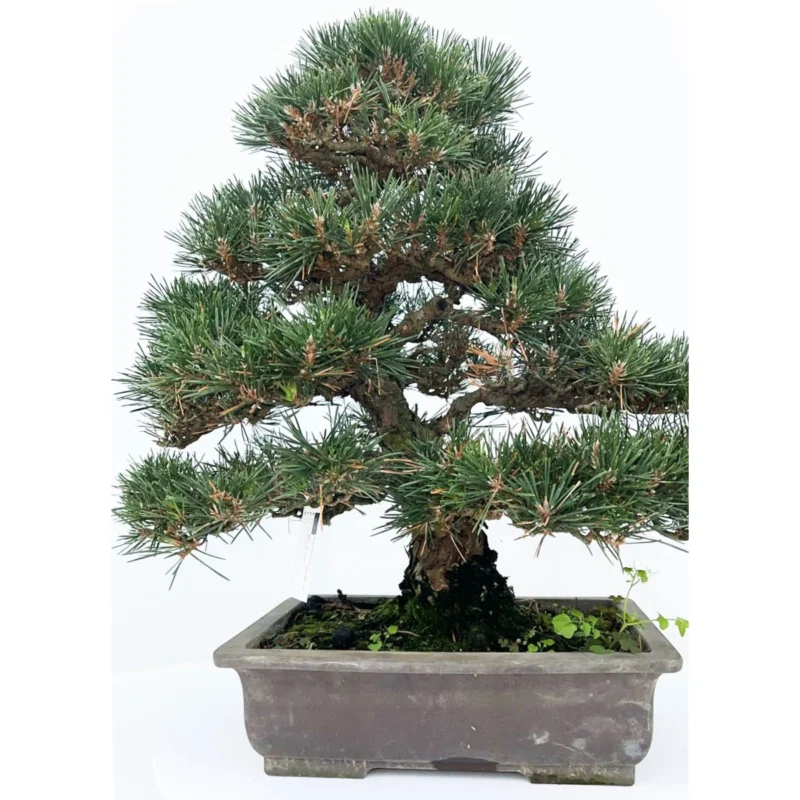 Japanse Zwarte Den – Kotobuki kopen bij Plantscount