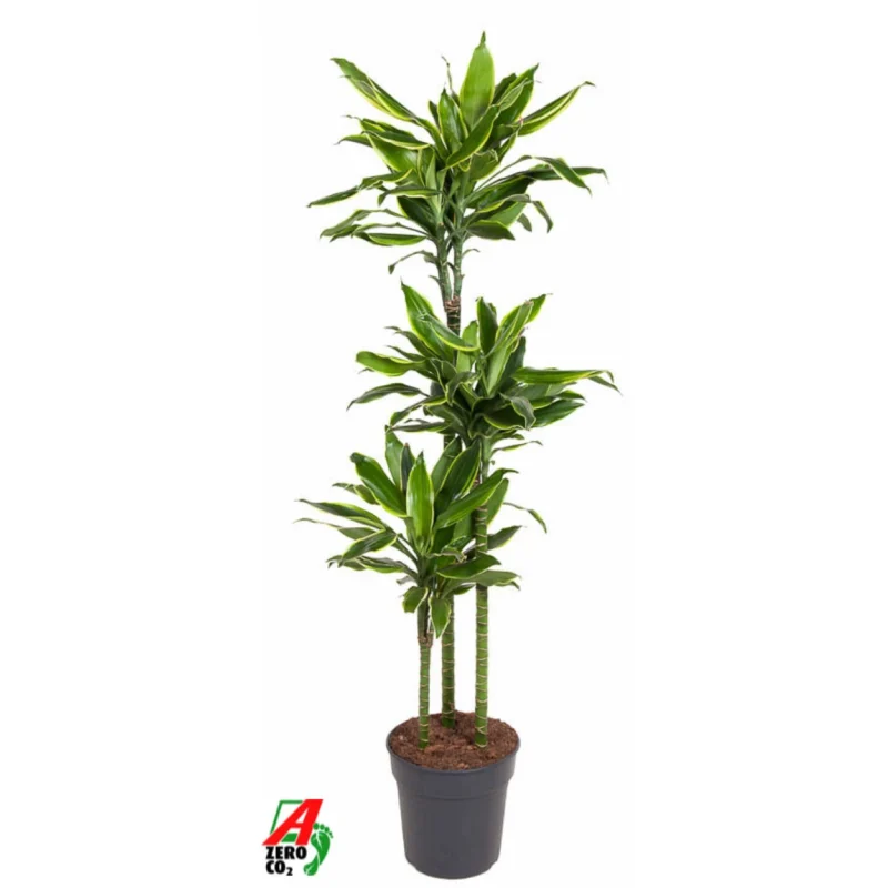 Drakenbloedboom – ‘Golden Coast’ 90-60-30 kopen bij Plantscount