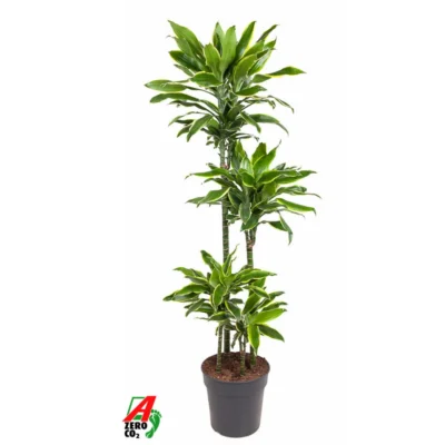 Drakenbloedboom – ‘Golden Coast’ 90-60-30-15