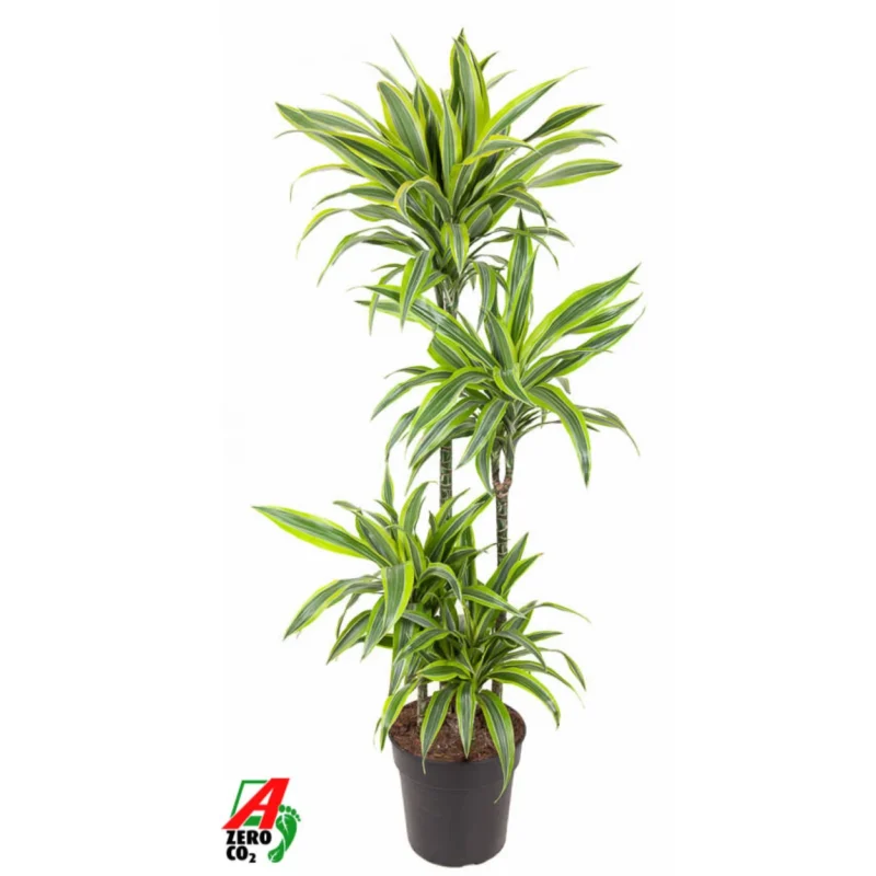 Drakenbloedboom – ‘Lemon Lime’ 90-60-30-15 kopen bij Plantscount
