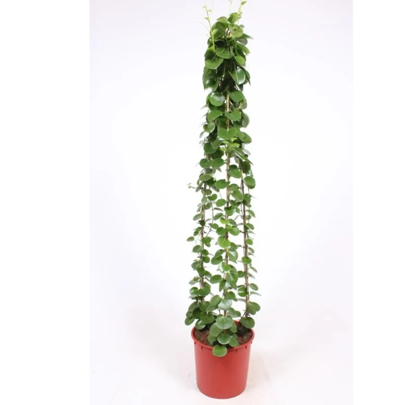 Druivenplant – Piramide kopen bij Plantscount