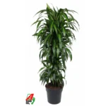 Dracaena ‘Hawaiian Sunshine’ Vertakt-multi