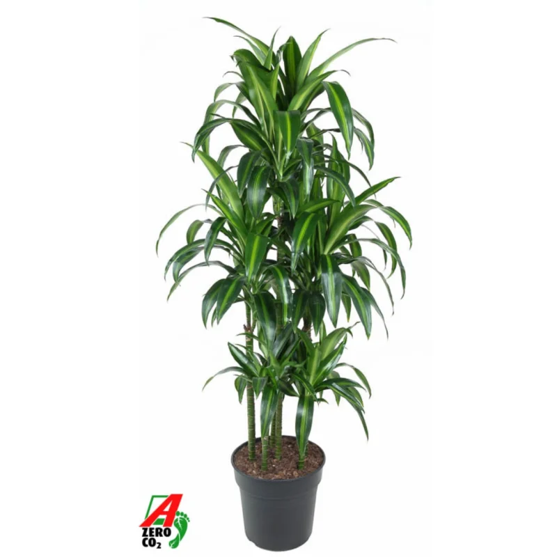 Drakenbloedboom – ‘Hawaiian Sunshine’ Carrousel kopen bij Plantscount