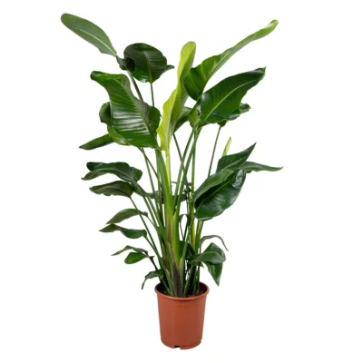 Strelitzia nicolai (130-150cm) 5pp