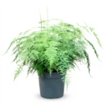 Sierasperge (Asparagus setaceus)