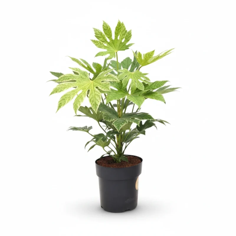 Vingerplant – Spiderweb kopen bij Plantscount