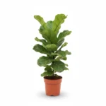 Vioolbladplant – 1pp