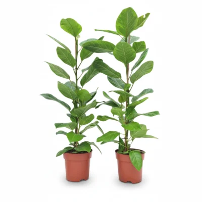 Ficus Altissima – Yellow Gem