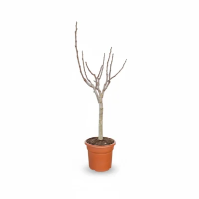 Vijgenboom – op stam