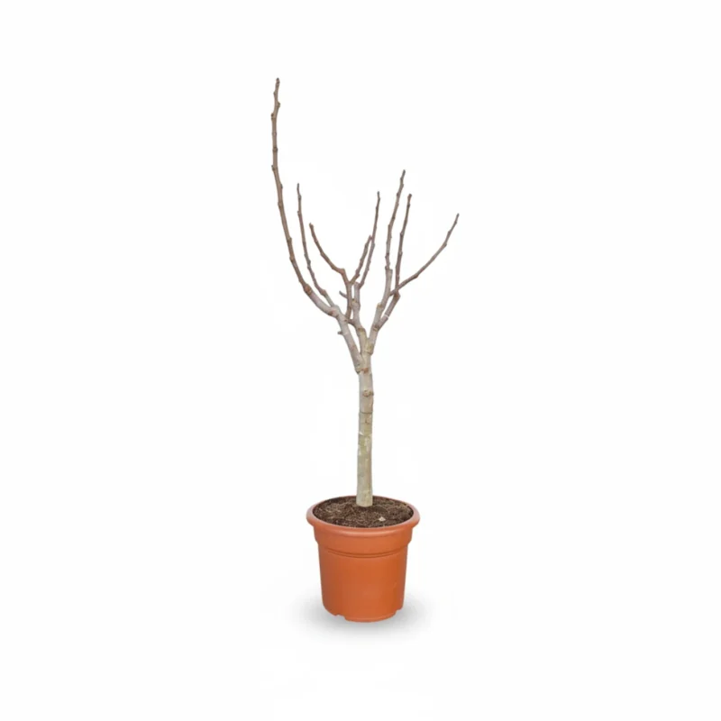 Vijgenboom – op stam kopen bij Plantscount