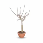 Vijgenboom – op stam