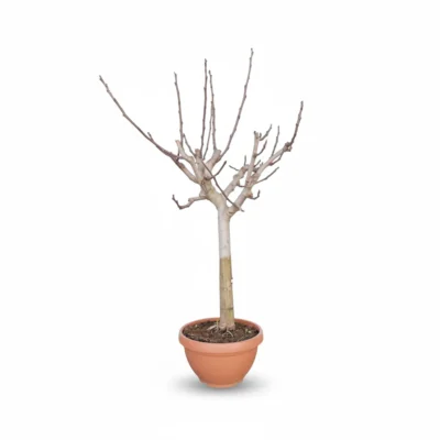 Vijgenboom – op stam