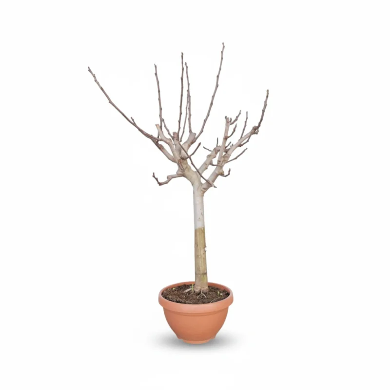 Vijgenboom – op stam kopen bij Plantscount