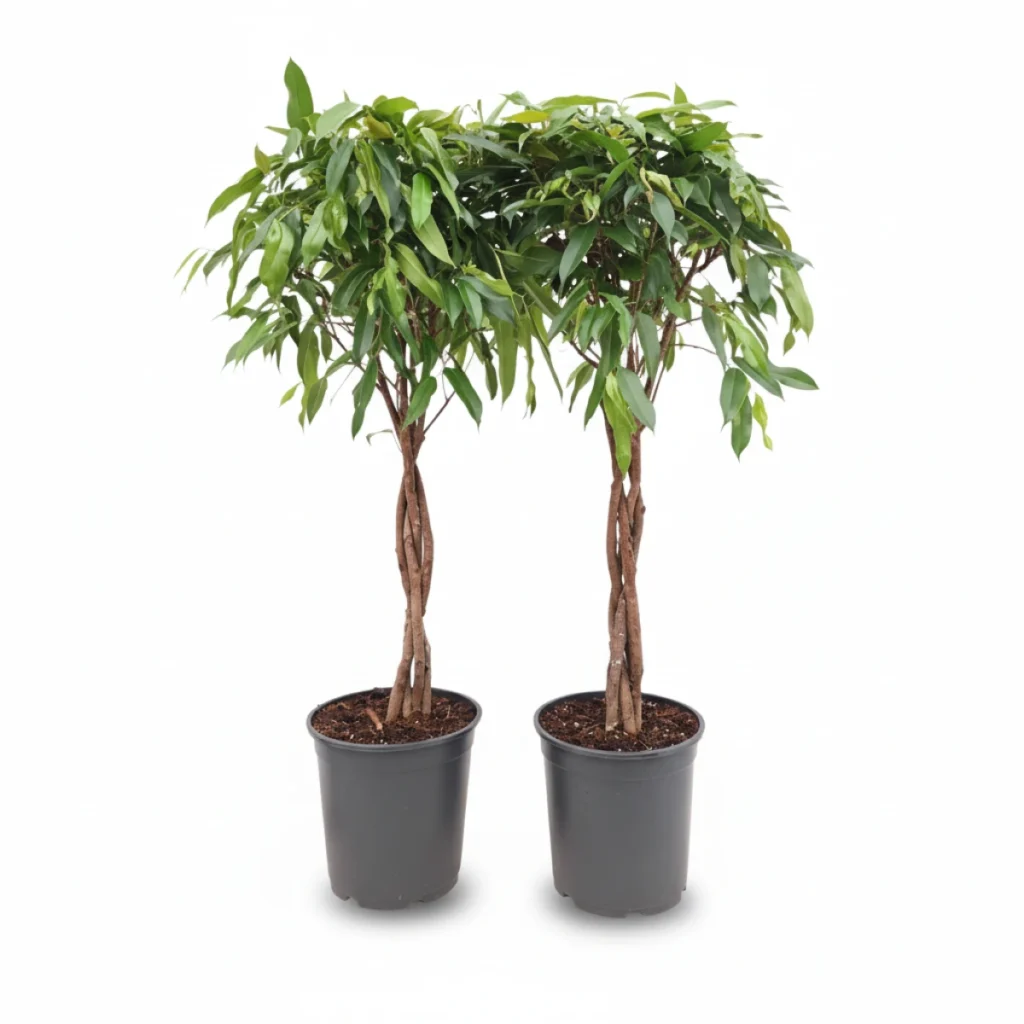Ficus Binnendijkii kopen bij Plantscount