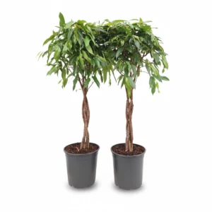 Ficus Binnendijkii Overig