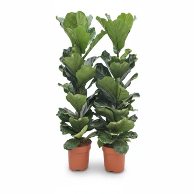 Vioolbladplant (Ficus lyrata)