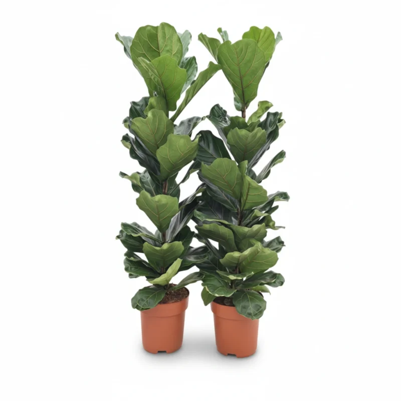 Vioolbladplant (Ficus lyrata) kopen bij Plantscount